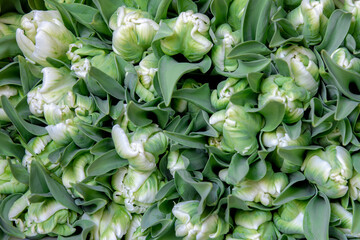 Obraz premium Selective focus of white green bouquet flower, Tulips form a genus of spring-blooming perennial herbaceous bulbiferous geophytes, Tulip festival in Netherlands, Nature flora pattern background.