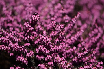 Erica blooming pink flowers closeup, pink erica background.