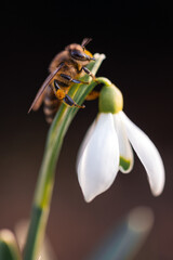 A working bee collecting pollen on a white snowdrop flower on spring meadow. Macro photography