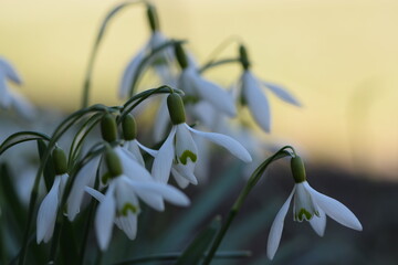 Blooming white snowdrops, early spring flowers closeup, bokeh flowers background, sunny springtime...
