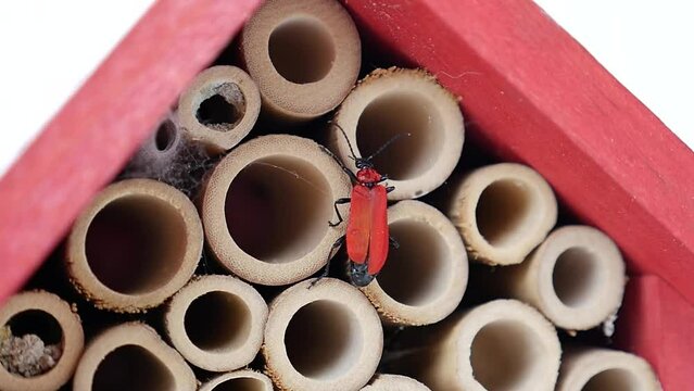 Insect climbing on an insect hotel/Insecte grimpant sur un hotel &agrave; insecte