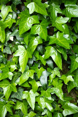 A fragment of a tree trunk with gray bark, covered with vines of juicy green ivy leaves. Natural and organic background.