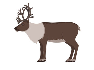 Reindeer with antlers
