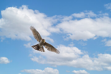 Close up of male Sparrow Hawk in flight against a blue cloudy sky