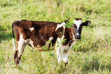 Naklejka na ściany i meble Holstein black and white spotted milk cow standing on a green rural pasture, dairy cattle grazing in the village.