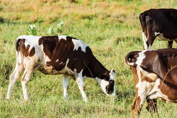 Holstein black and white spotted milk cow standing on a green rural pasture, dairy cattle grazing in the village.