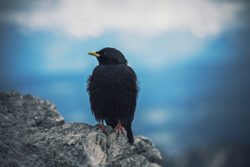 blackbird on a rock and blue background