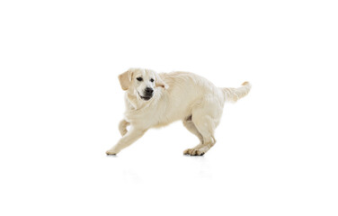 Studio shot of golden retriever, purebred dog running isolated on white background. Concept of...