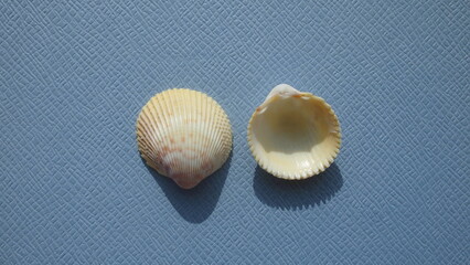 Seashell of bivalve mollusc yellow cockle (Dallocardia muricata) on a blue background. Place of find: Atlantic Ocean, Cuba, Varadero