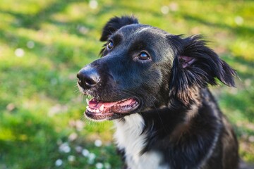 Close up portrait of a young black and white mongrel border collie dog with mouth open sitting on green and yellow grass with flowers looking happy. Sunny day in a park.