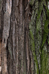 wood texture with green moss