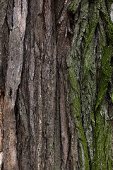 Fototapeta premium wood texture with green moss