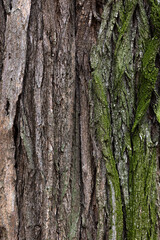 wood texture with green moss