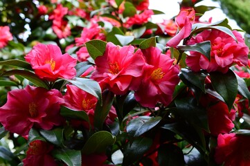 Camellia sasanqua　春のサザンカ