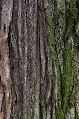 wood texture with green moss