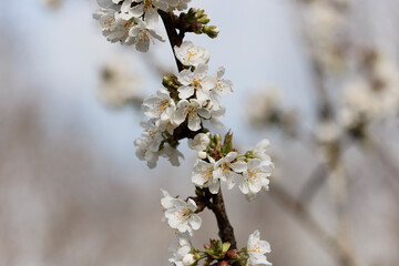 Blooming tree in early spring