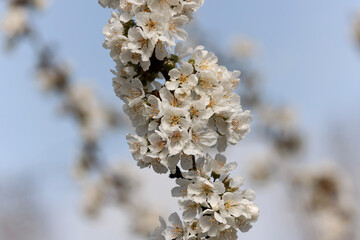 Blooming tree in early spring