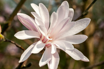 Magnolia Stellata 'Jane Platt' a winter spring pink double flower shrub or small tree commonly known as star magnolia
