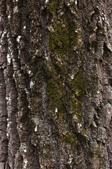 wood texture with green moss