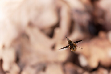 Large Bee-fly Bombylius major flying in early spring