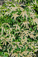 Pieris japonica a spring flowering evergreen shrub plant with a white springtime flower, stock photo image