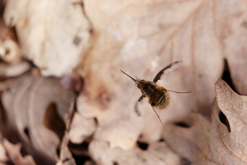 Large Bee-fly Bombylius major flying in early spring