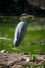 portrait of heron standing in border water