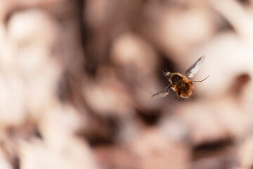 Large Bee-fly Bombylius major flying in early spring