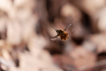 Large Bee-fly Bombylius major flying in early spring