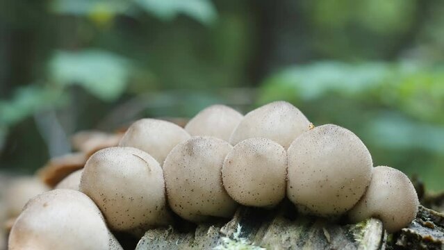 The white puffball mushrooms on the ground in Estonia