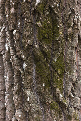 wood texture with green moss