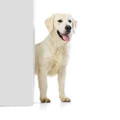 Adorable golden retriever, cream color dog peeking out wall or corner isolated on white background. Concept of animal, pets, vet, friendship