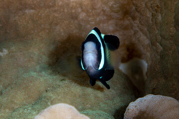 amphiprion, amphiprion clarkii, anemone, anemonefish, bali, clown, clown fish, clownfish, diving,...