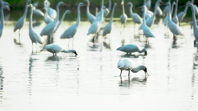 Black-faced spoonbills put their beaks into the water to feed. There are some Chinese egrets in the background. Jiading Wetland, Kaohsiung City, Taiwan.