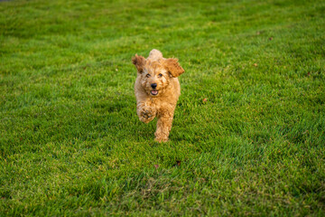 dog in the garden playing dog, happy cockapoo puppy	