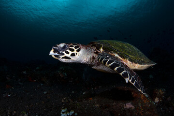 Obraz premium Hawksbill Turtle - Eretmochelys imbricata swims along coral reefs and looking for food. Underwater life of Tulamben, Bali, Indonesia.