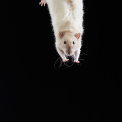 decorative rats jump. Rodents on a black background