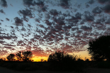 Fototapeta na wymiar Sunset with clouds and silhouette of trees in Kgalagadi Transfrontier Park