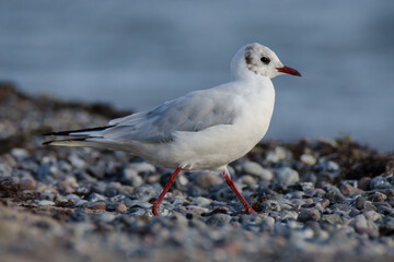 Lachmöwe an einem Steinstrand an der Ostsee