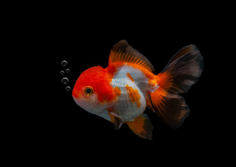 goldfish isolated on a dark black background