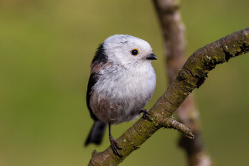 Fototapeta premium Long-tailed Tit sitting on a twig, Aegithalos caudatus, bird with white feathers and black tail, small European bird, fast and agile, looks like a small white ball