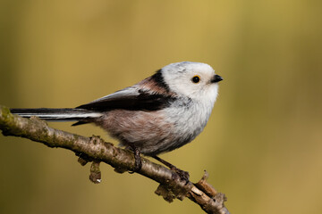 Long-tailed Tit sitting on a twig, Aegithalos caudatus, bird with white feathers and black tail, small European bird, fast and agile, looks like a small white ball