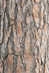 Fototapeta premium fresh texture of pine bark
