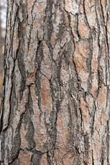 fresh texture of pine bark