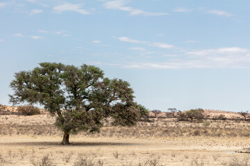 Fototapeta na wymiar Kgalagadi Transfrontier Park landscape with tree and a flock of flying birds