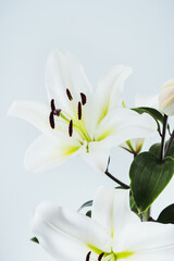 White lilies on a blue background, floral background