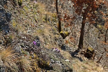 Gewöhnliche Küchenschellen (Pulsatilla vulgaris) im Nationalpark Kellerwald