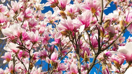 pink-white magnolia flowers background on a sunny day	