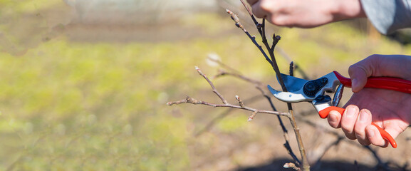 pruning branches with pruning shears. Selective focus - obrazy, fototapety, plakaty