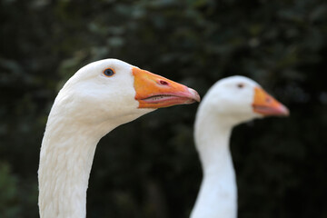 Freilaufende Gänse, Detailaufnahme vom Kopf